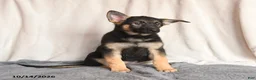 German Shepherd dogs for sale: Lilac - Ad 2