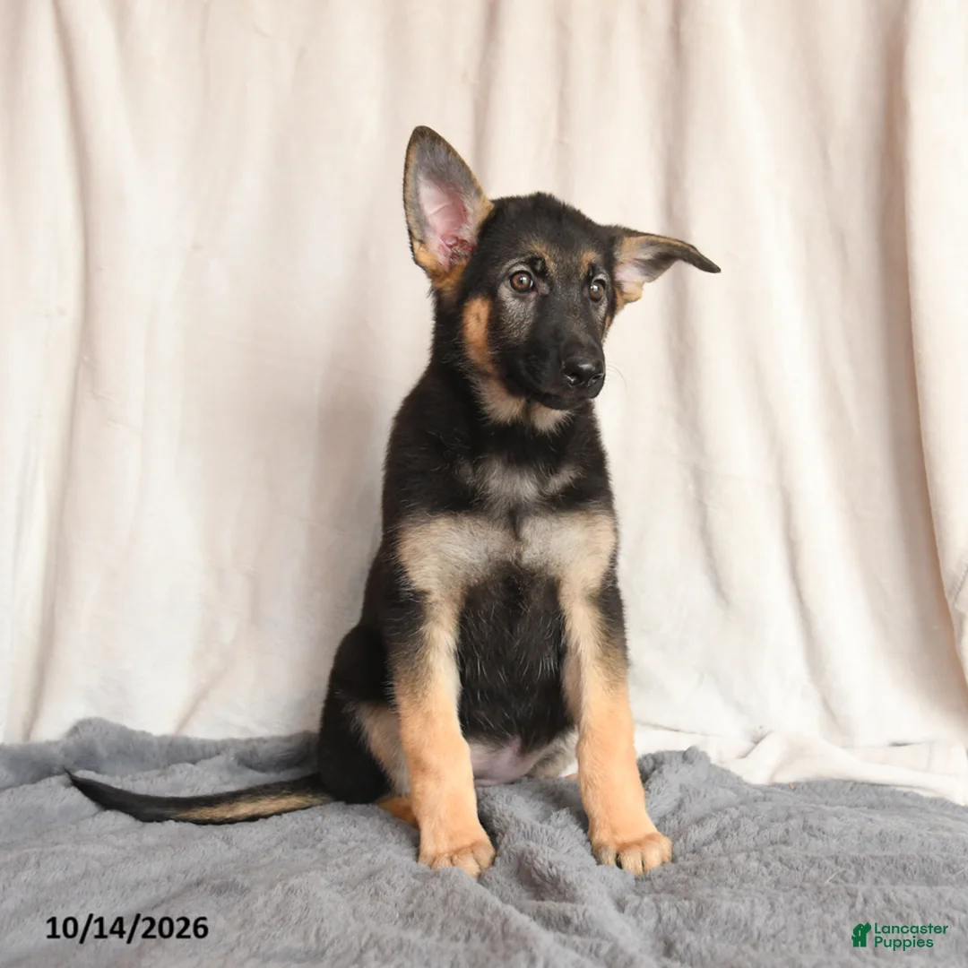 German Shepherd dogs for sale: Lilac - Ad 2