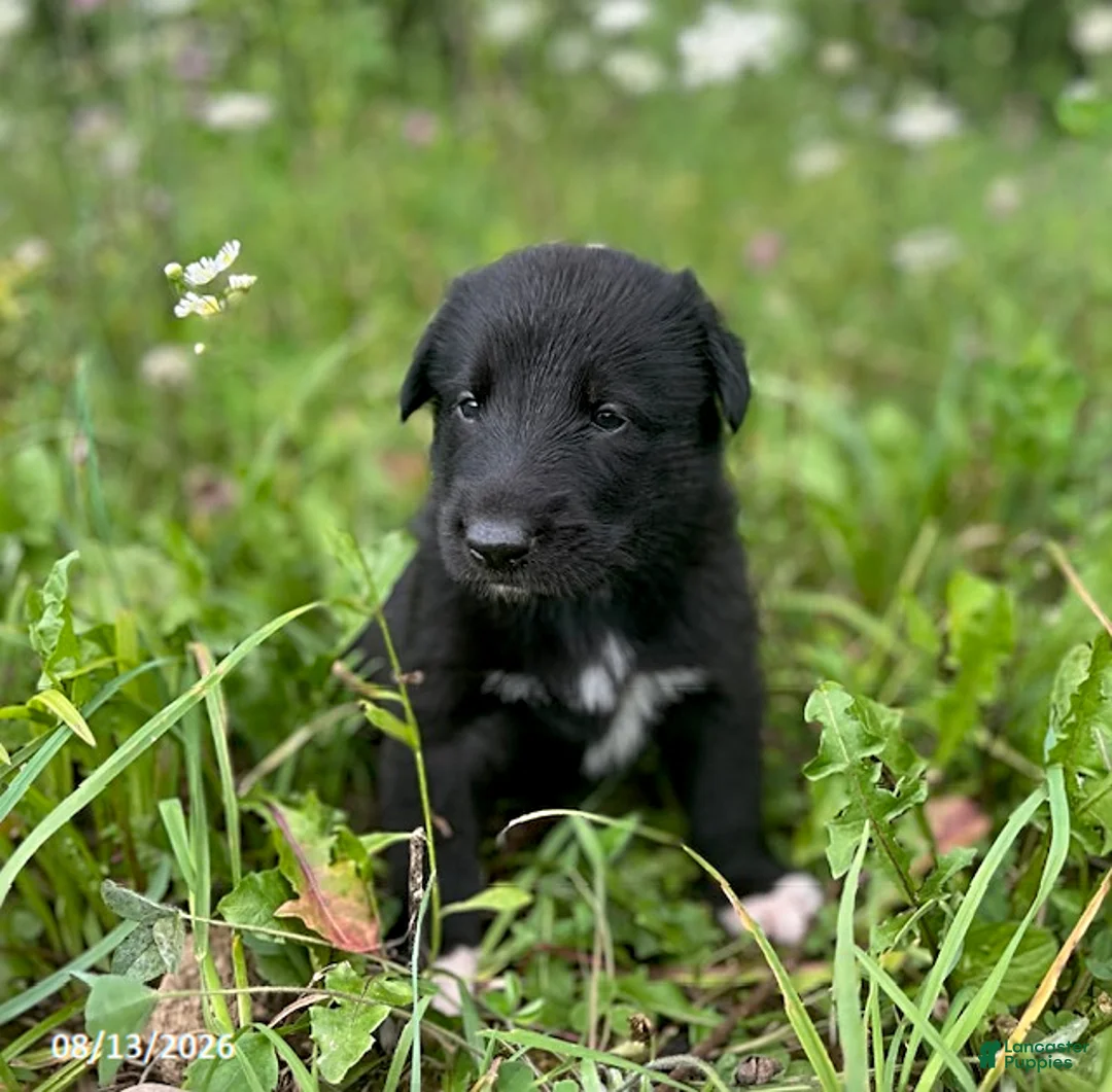 Mixed Breed dogs for sale: Kami - Ad 5
