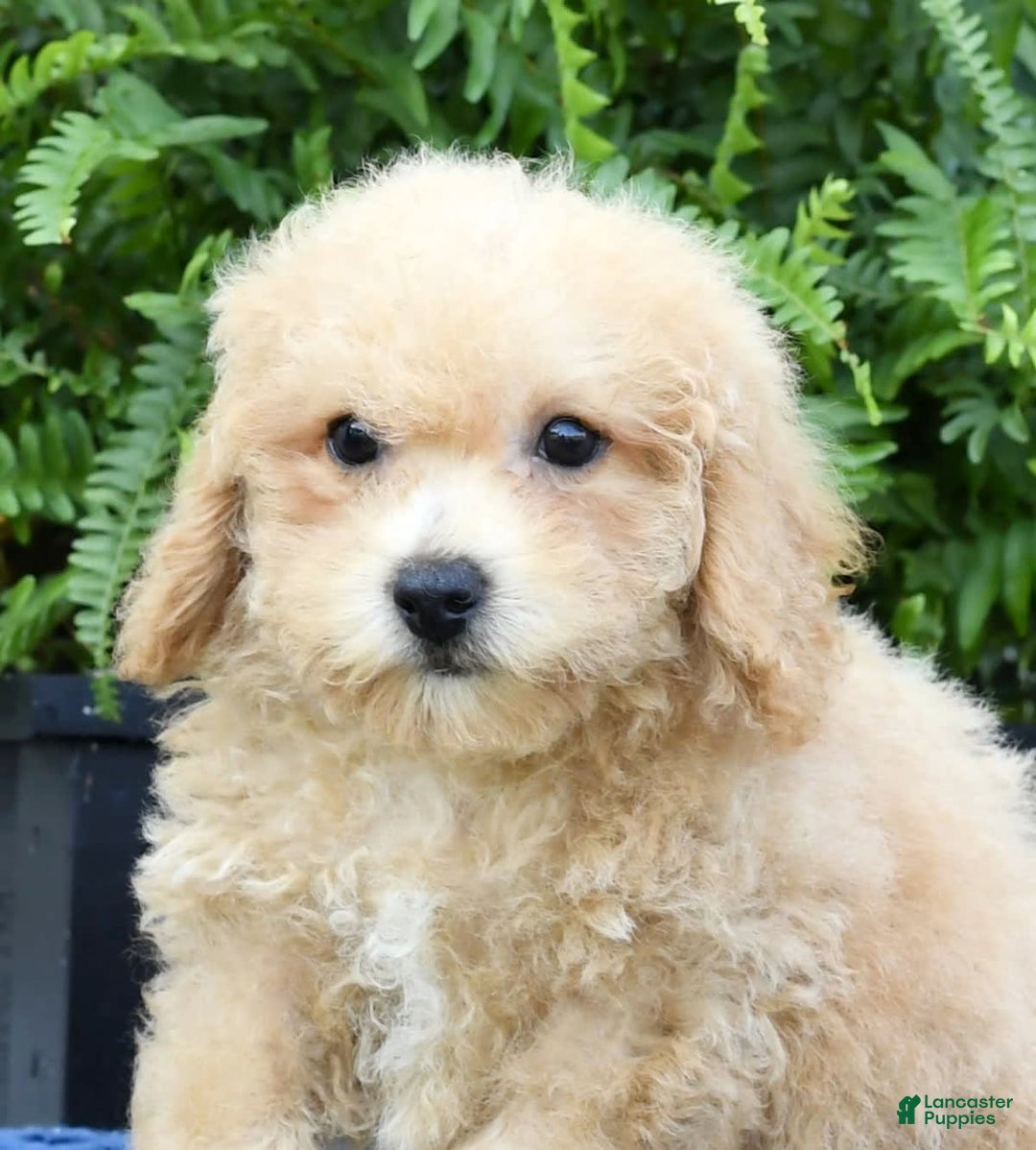 Bichpoo dogs for sale: Doogie - Ad 4