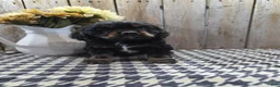 Cocker Spaniel dogs for sale: Rover - Ad 6