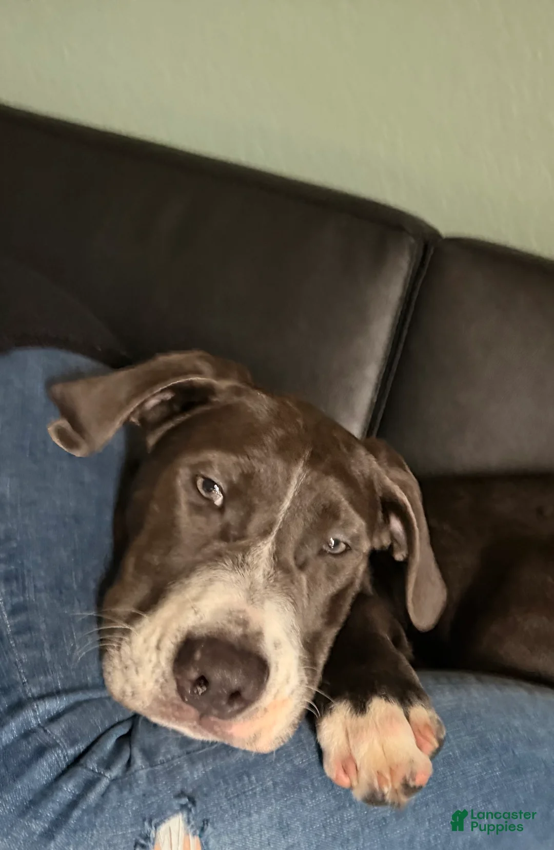Mixed Breed dogs for sale: Prince - Ad 2