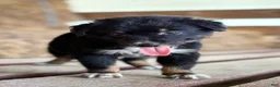 Australian Shepherd dogs for sale: River  - Ad 6