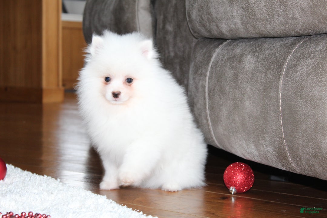 Pomeranian dogs for sale: Emerson - Ad 9