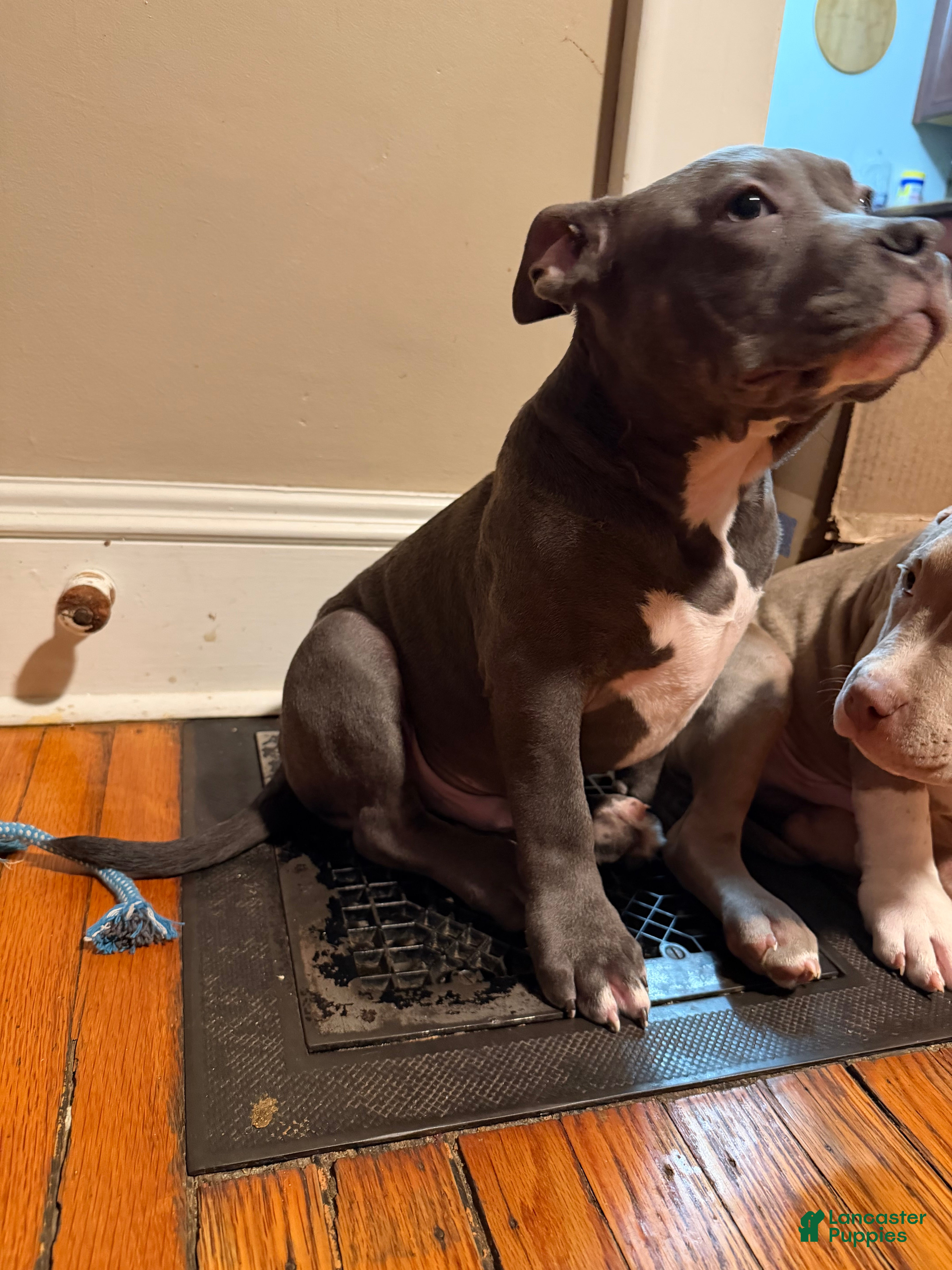 American Bully dogs American Bully Puppy 1 - Ad 33