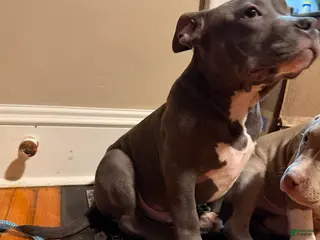 American Bully dogs American Bully Puppy 1 - Ad 33