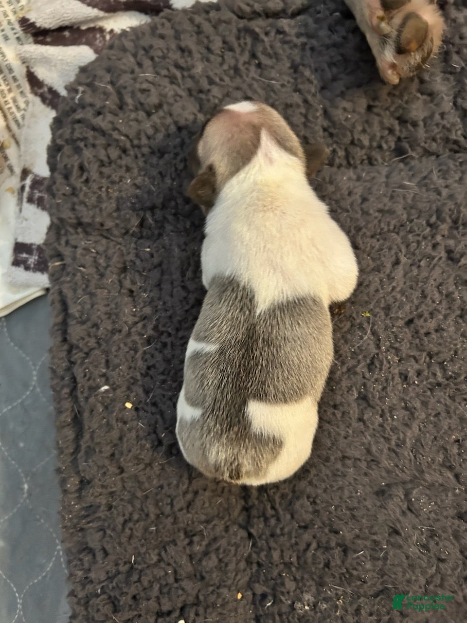 French Bulldog dogs for sale: Justice Male - Ad 1
