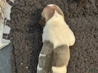 French Bulldog dogs for sale: Justice Male - Ad 1