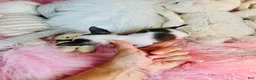 Chihuahua dogs for sale: Teacup/Pocketbook Chihuahua 1 - Ad 3