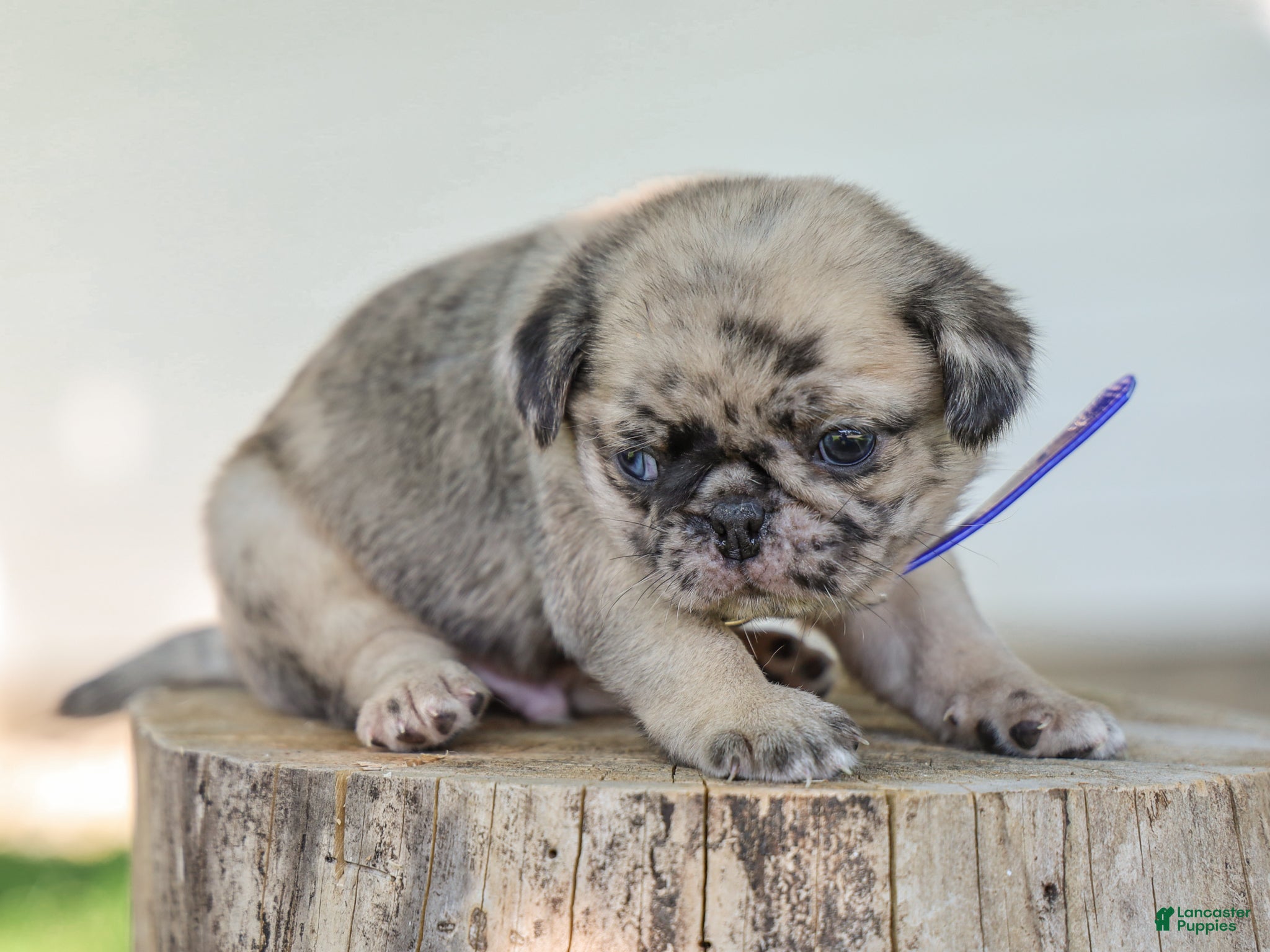 Pug dogs Almanzo Purebred Pug - Ad 2