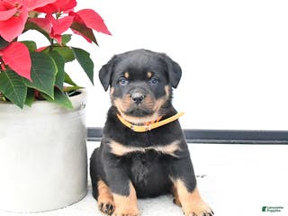 Rottweiler dogs Trixie - Ad 19