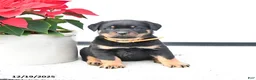 Rottweiler dogs for sale: Trixie - Ad 1