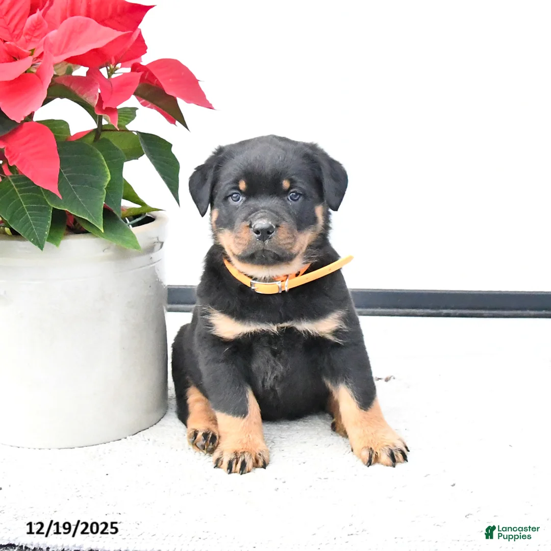 Rottweiler dogs for sale: Trixie - Ad 1