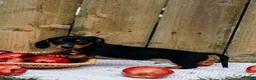Miniature Dachshund dogs for sale: DNA Clear Black & Tan Piebald Smooth Coat Dachshund Puppy - Ad 12