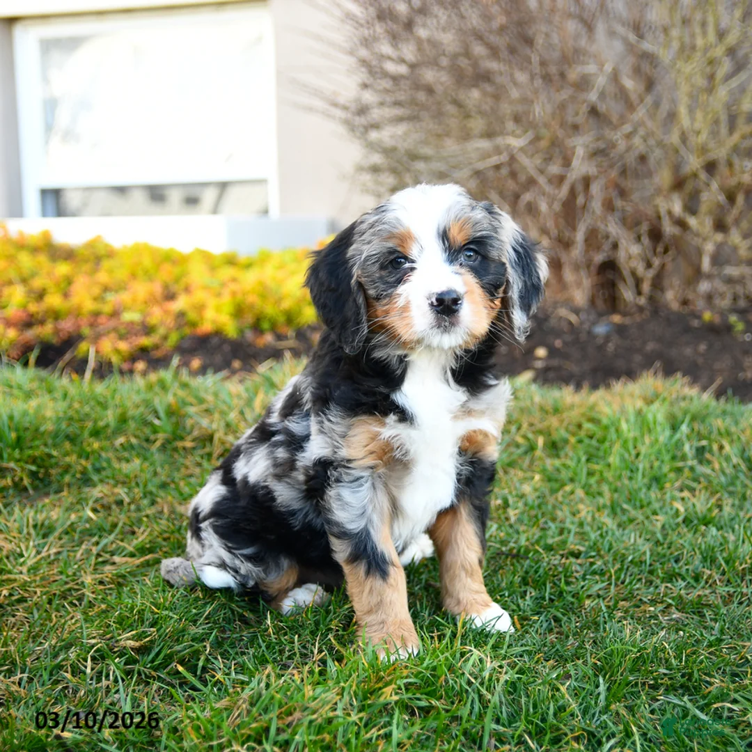 Mini Bernedoodle dogs for sale: Dumpling - Ad 3