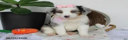 Miniature Australian Shepherd dogs for sale: Penelope - Ad 3