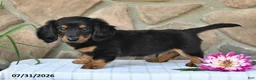 Miniature Dachshund dogs for sale: Rodney - Ad 5