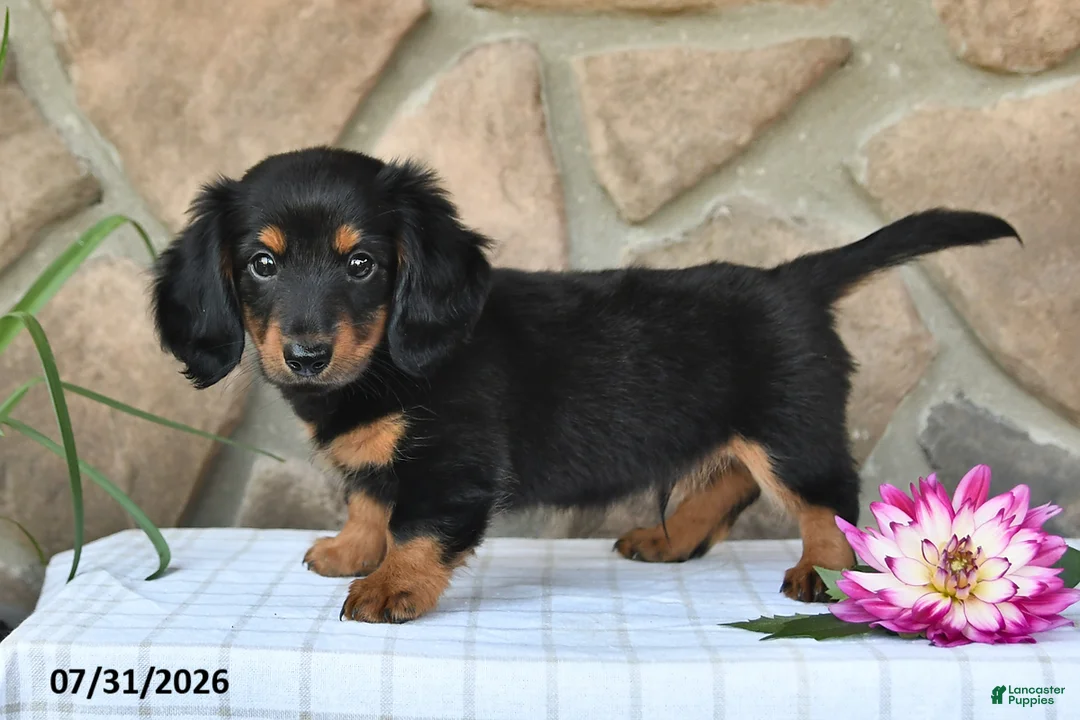 Miniature Dachshund dogs for sale: Rodney - Ad 5