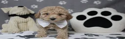 Havapoo dogs for sale: Willie  - Ad 5
