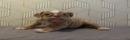 English Bulldog dogs for sale: Willow - Ad 7