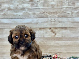 Shihpoo dogs Shadow - Ad 9