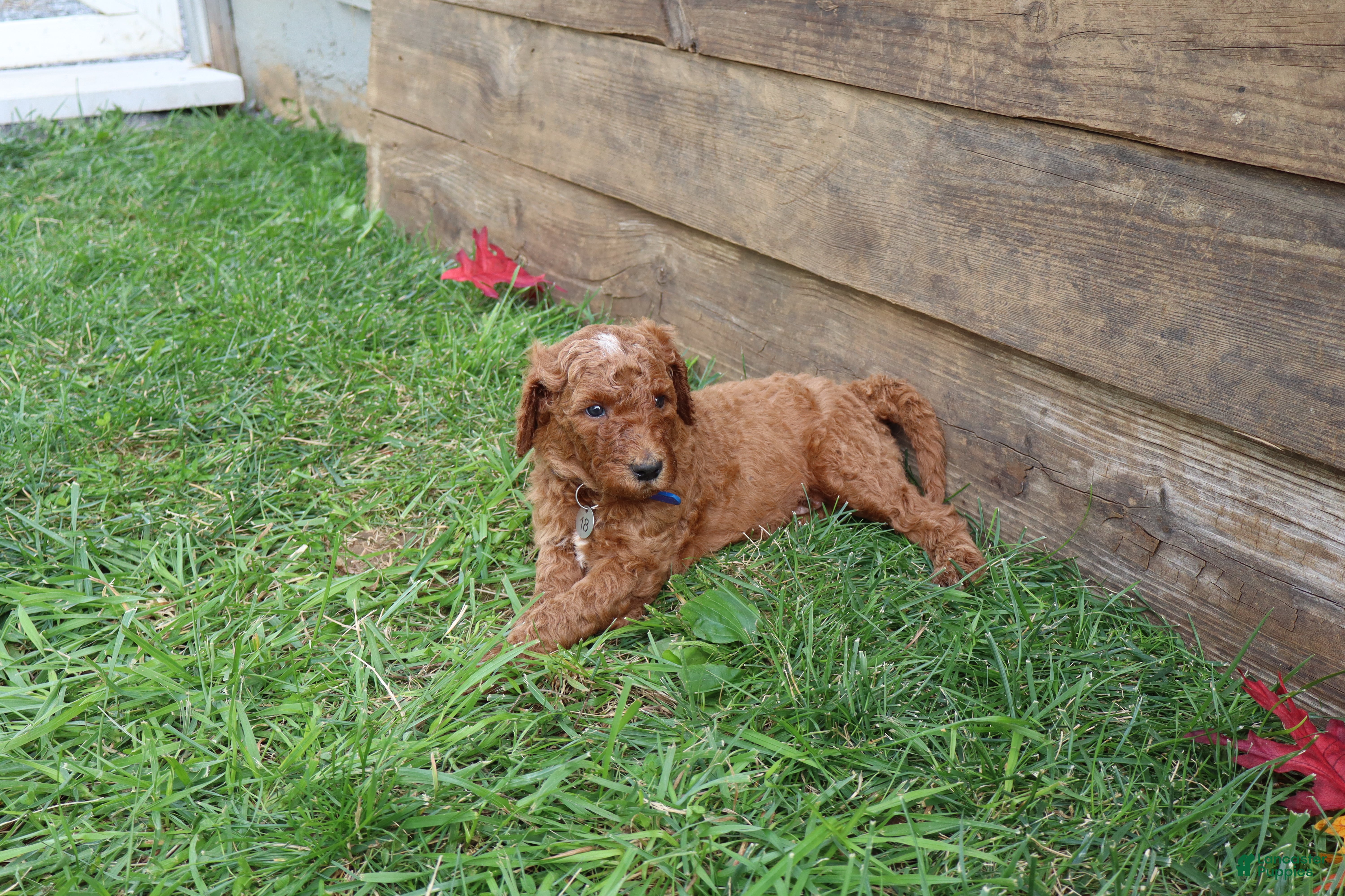 Standard Poodle dogs Timothy - Ad 2