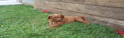 Standard Poodle dogs for sale: Timothy - Ad 2