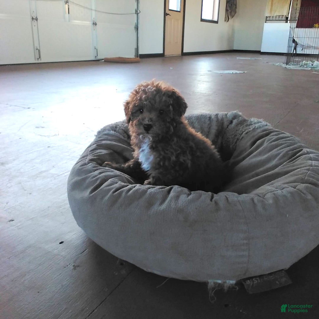 Mini Goldendoodle dogs for sale: Derrick - Ad 8