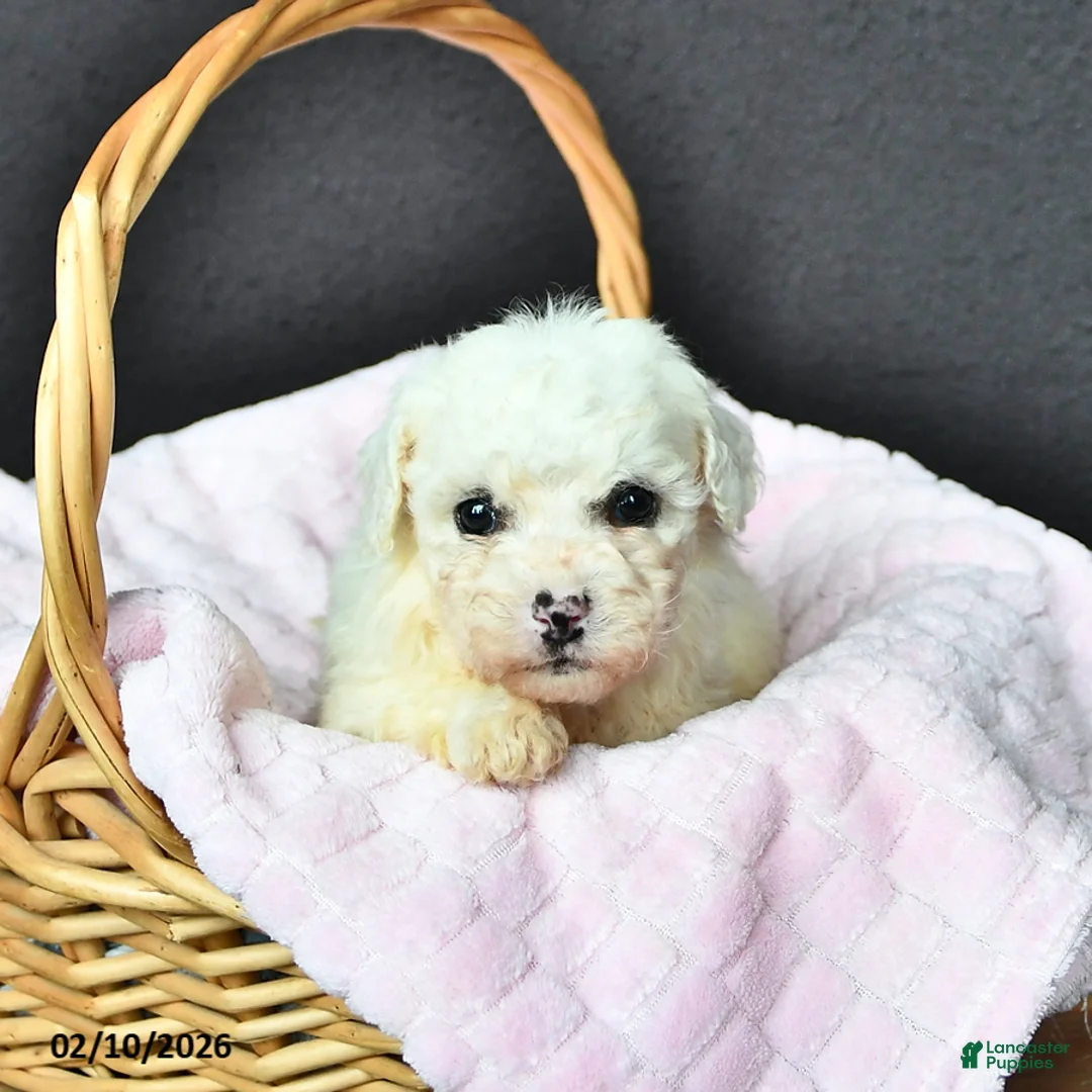 Bichon Frise dogs for sale: Lacey - Ad 2