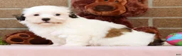 Malshi dogs for sale: Braxton - Ad 8