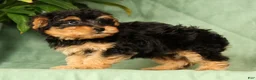 Yorkiepoo dogs for sale: Ricky - Ad 7