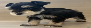 Apollo
