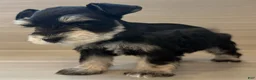Miniature Schnauzer dogs for sale: Apollo - Ad 1