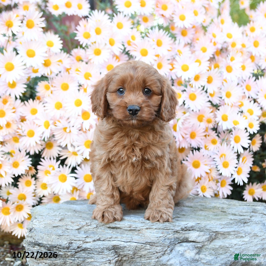 Cavapoo dogs for sale: Tater - Ad 2