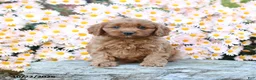 Cavapoo dogs for sale: Tater - Ad 2