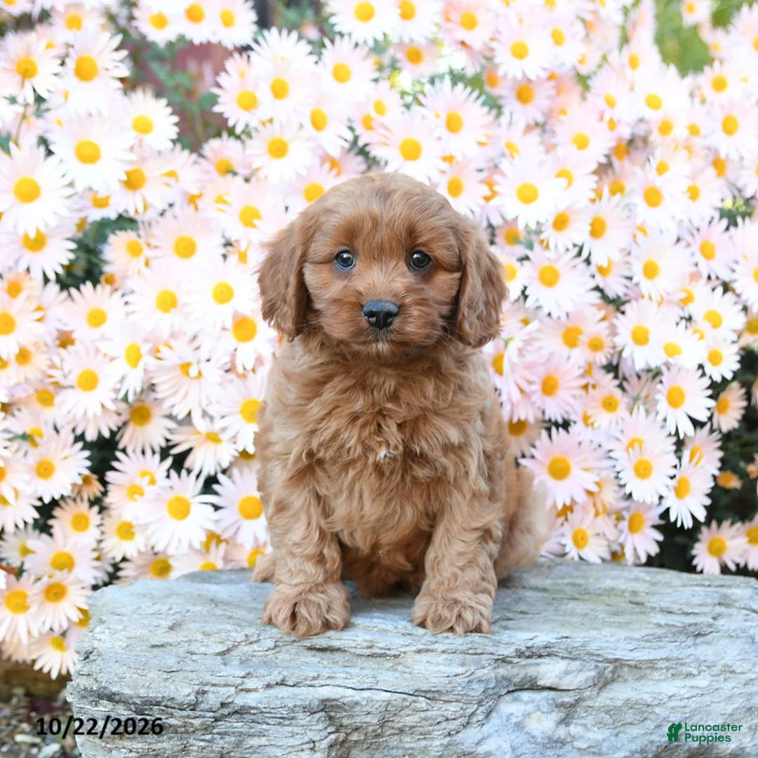 Cavapoo dogs for sale: Tater - Ad 2