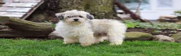 Havanese dogs for sale: Honey - Ad 7