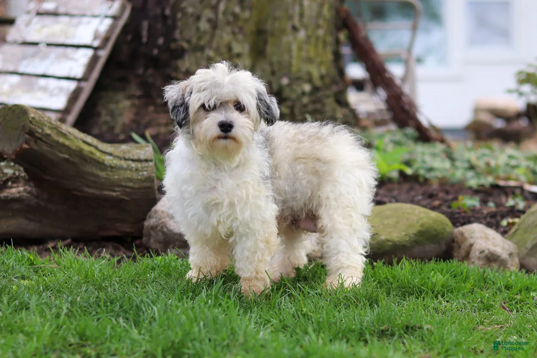 Havanese dogs for sale: Honey - Ad 7