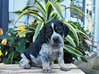 Mixed Breed dogs - Ad 28