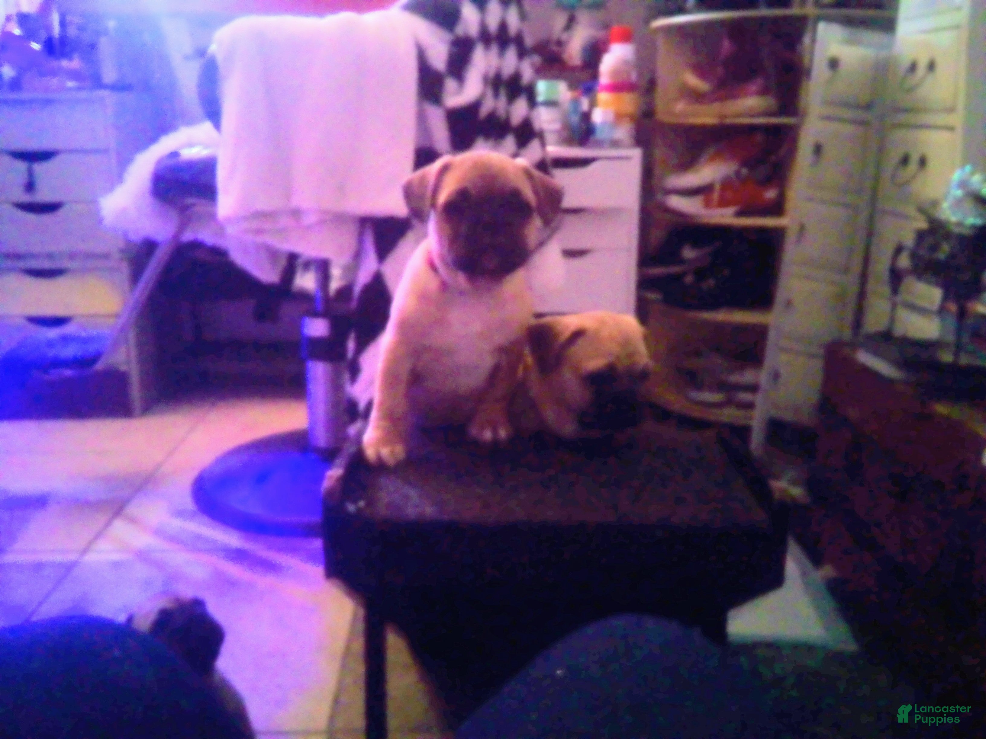 Frug dogs Frug Puppy 3 - Ad 6