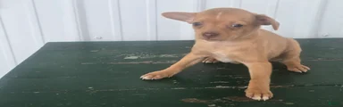 Chihuahua Puppy 3 Mandi