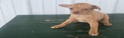 Chihuahua dogs for sale: Chihuahua Puppy 3 Mandi - Ad 6