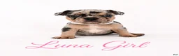 French Bulldog dogs for sale: Luna  - Ad 4