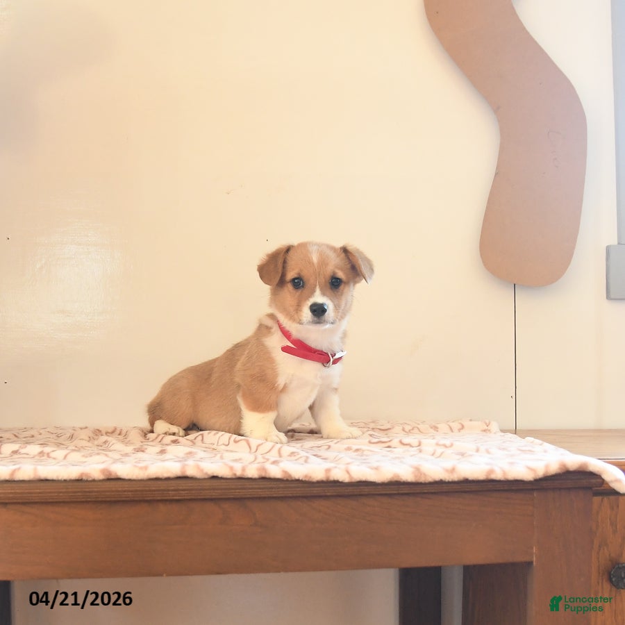 Welsh Corgi Pembroke dogs Haley - Ad 1