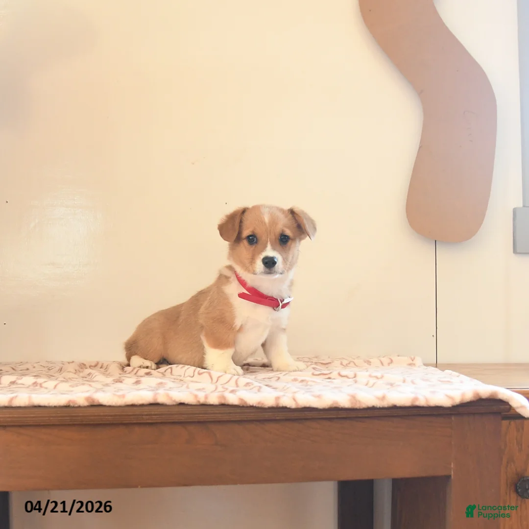 Welsh Corgi Pembroke dogs for sale: Haley - Ad 1