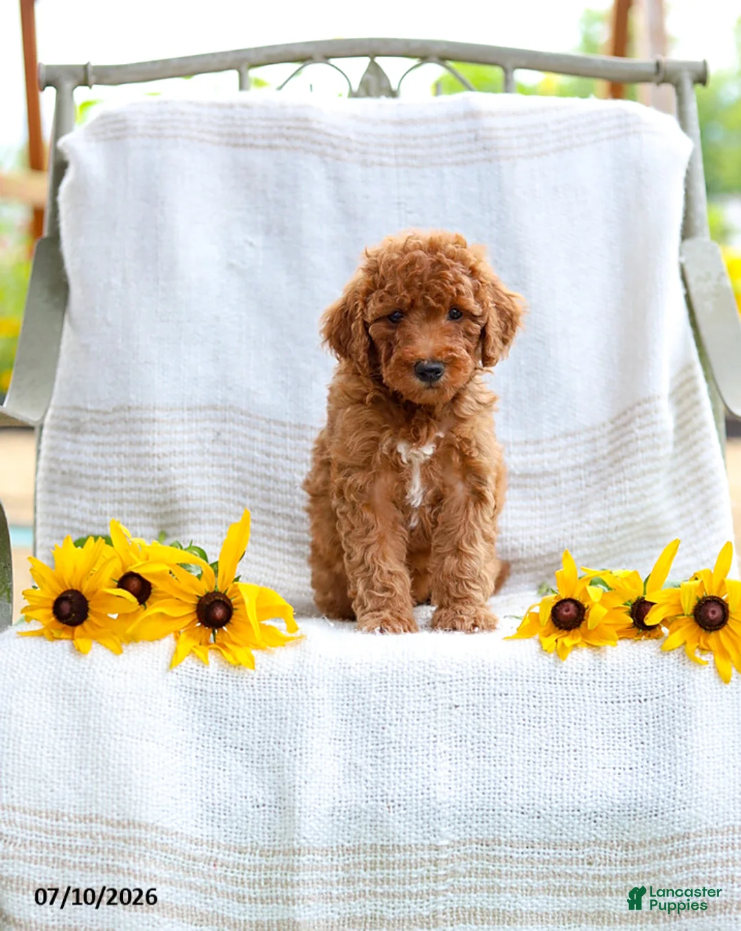 Mini Goldendoodle dogs for sale: Julie - Ad 2
