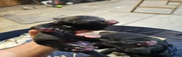 Cane Corso dogs for sale: Cane Corso 4 - Ad 1