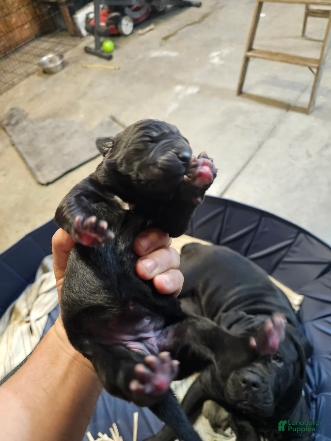 Cane Corso dogs for sale: Cane Corso 4 - Ad 1