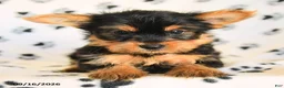 Yorkshire Terrier dogs for sale: Jackpot - Ad 3