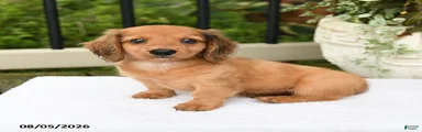 Tucker